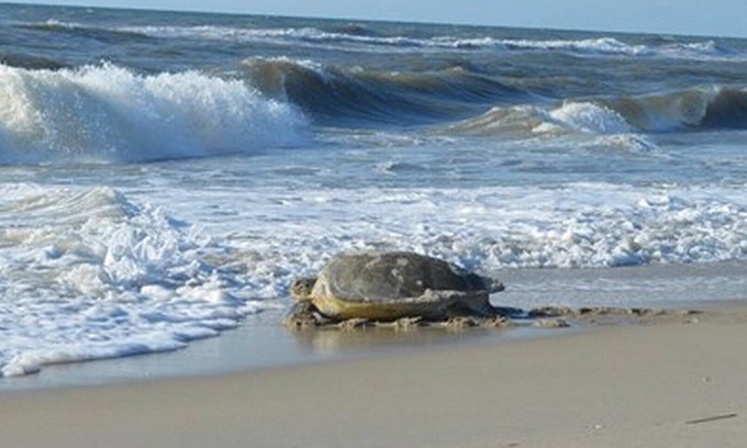 South Nags Head Cabaña | Piscina de agua salada del 5 de mayo al 6 de octubre, bañera de hidromasaje, patio trasero, a 2 minutos a pie de la playa.