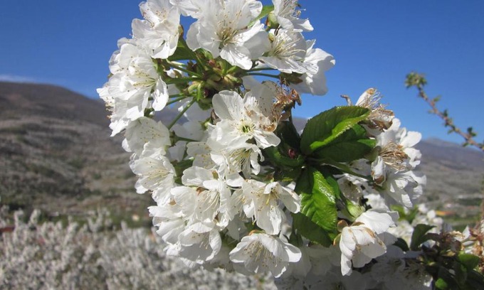 Cabezuela del Valle Casa | Picaza del Jerte