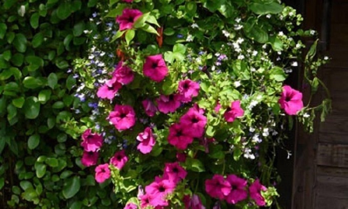 Thornton Curtis Cama Y Desayuno | Pine Lodge Bed & Breakfast