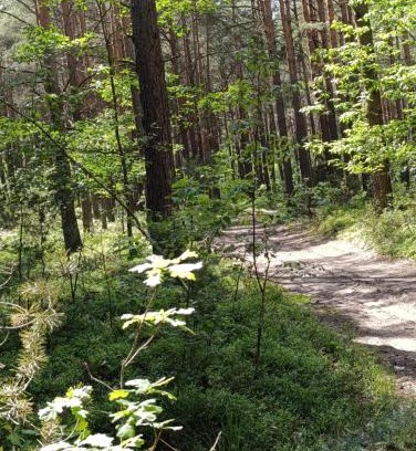 Tykocin Apartamento | Po Prostu Las