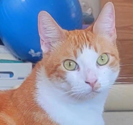 Tierrasanta Casa | Prime City Access At The Cat House - Room 1