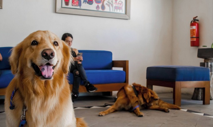 Fluvial Vallarta Apartamento | Puerto de Luna Pet Friendly & Family Suites Hotel