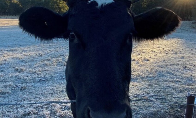 Budgee Budgee Cabina | Q1 on Crestview, Adorable 1 Bedroom Farm Stay Cabin