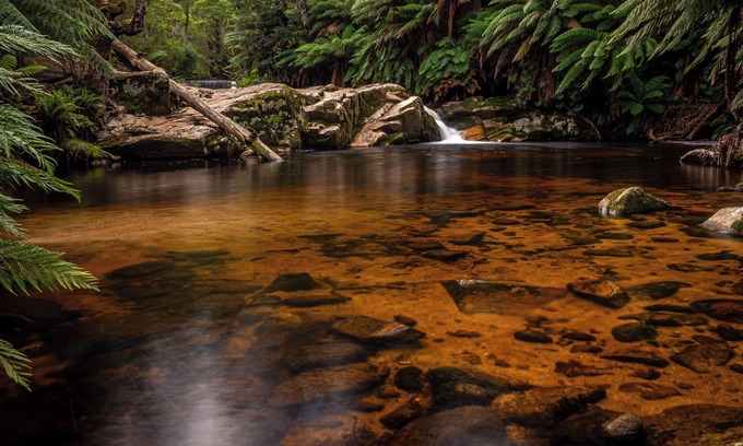 Branxholm Cabaña | Relax in stunning private gardens and explore Tasmania's North East