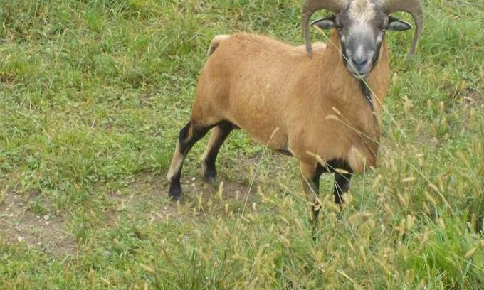 Lavamuend Apartamento | Vacaciones relajantes rodeadas de naturaleza lejos del ajetreo y el bullicio.
