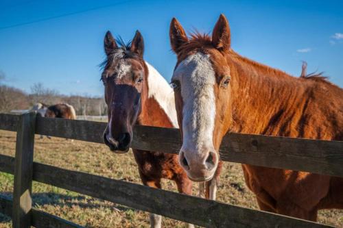 Macon Casa | Rusmar Farm Equine Country Living 'n Powhatan, VA