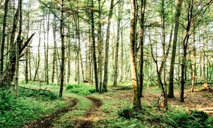 Mehoopany Chalet De Esquí | Secluded in the Woods Cedar Hot Tub Pet Friendly