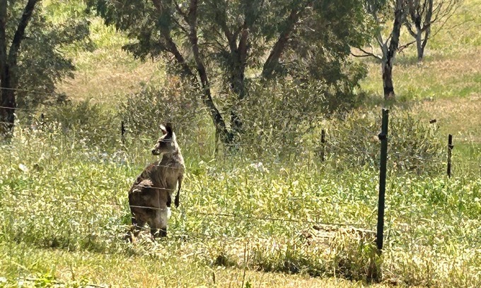 Wisemans Creek Otro | Spring Valley Farmhouse, 5 beds, Hot Tub, Pet Friendly