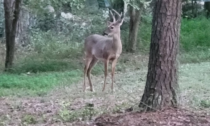 Silver Creek Apartamento | Studio apartment in the Country-private entrance-long term