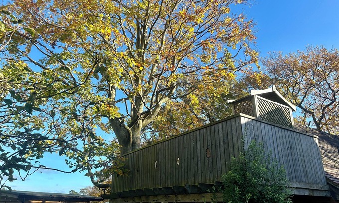 Cowbeech Apartamento | Estudio y balcón con árboles que crecen a través de él, escalera de caracol, impresionantes vistas.