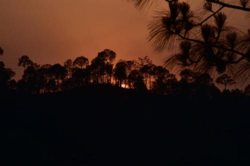 Kumarhatti Apartamento | Sunset View Forest Vibes Kasauli by Splendid Hotels