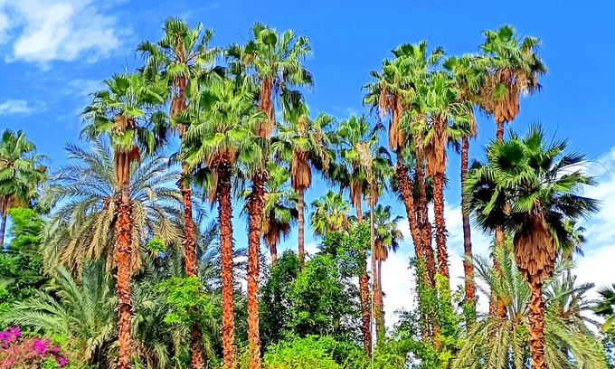 Majorelle Apartamento | Superbe Apt Vue Exceptionnelle sur les Jardins Majorelle, Rue Yves Saint Laurent