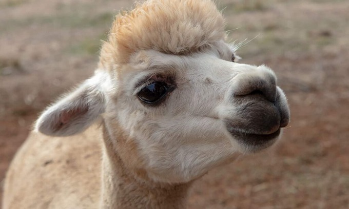 Balingup Casa | Nido de Tegwan - Casa de huéspedes rural