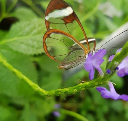 Emek HaMaayanot Cabina | The Butterflies Wood House