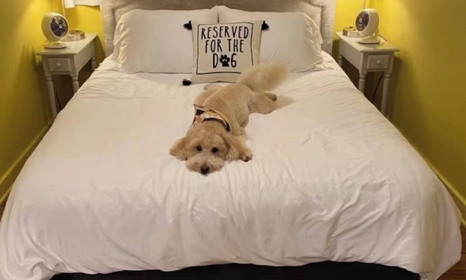 Mars Hill Casa | The Lemon Drop. 💛A Pup’s Dream Vacay!