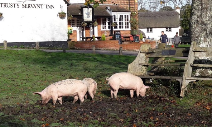 New Forest District Hotel | The Trusty Servant