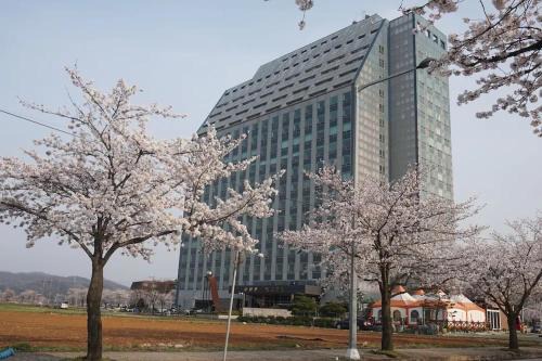 Asan Hotel | The WITT DOGO