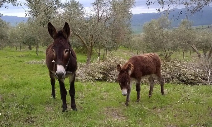 Enna Casa | Casa del árbol en una granja orgánica