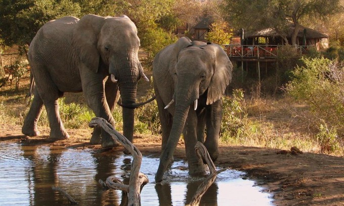 Thorny Bush Game Reserve Cabina | Umlani Bushcamp