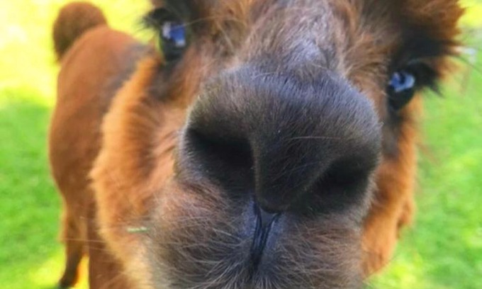 Trebatsch Apartamento | Urlaub mit Alpakas