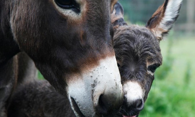 Loenhout Apartamento | Vakantie Appartement De Sneppelhoeve