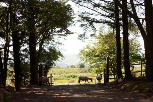 Pensilva Cabina | Wheal Tor Hotel & Glamping