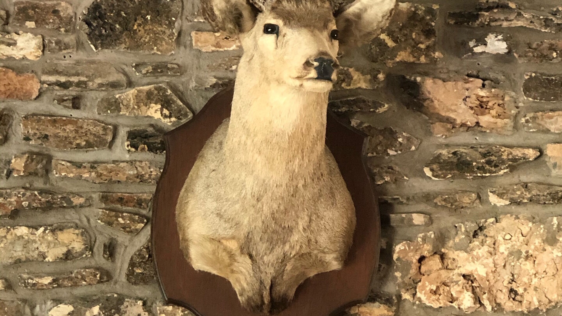 foto de Otras en San Saba