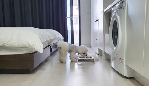 Habitación familiar con 2 camas individuales (below 6kg, 1 pet allowed)