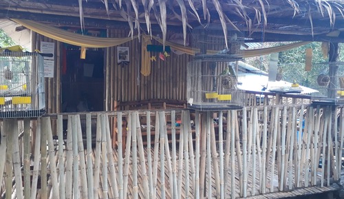 Casa en un árbol tradicional