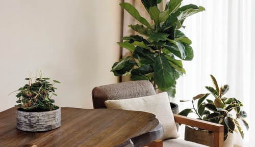 Habitación (Myrtle)