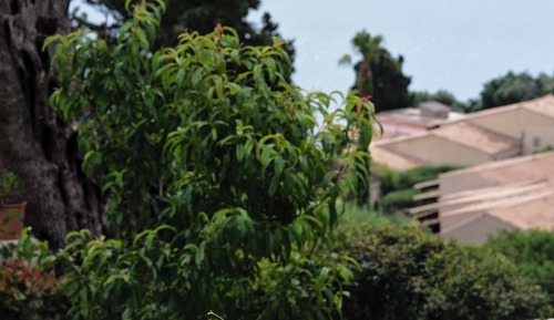 Bungalow, vistas al mar