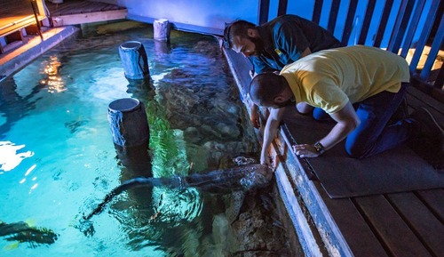 Grand Shark Suite (Shark and Hyena Feeding experience) (Check in by 2:30pm)