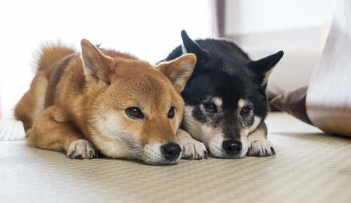 Habitación, fumadores (Cottage with Hot Spring, For 5 Guests)