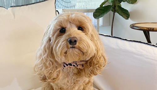 Pavilion Classic Pet-Friendly room