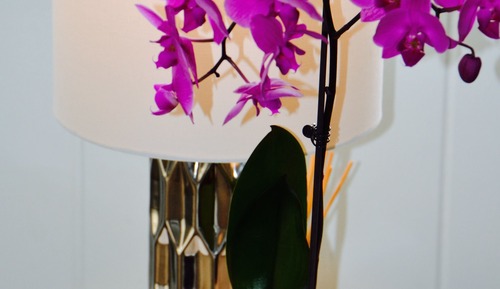 Apartamento básico, 1 habitación, vistas a la piscina