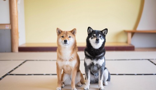 Habitación de estilo japonés, no fumadores, vistas al lago (12.5 tatami size)