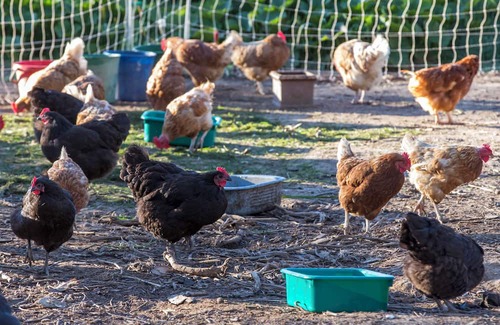 Metcalfe Casa | Unwind in a cosy bungalow in the midst of our organic permaculture mini-farm.