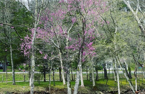 Marble Falls Alquiler De RV | Creekside Campground in Marble Falls