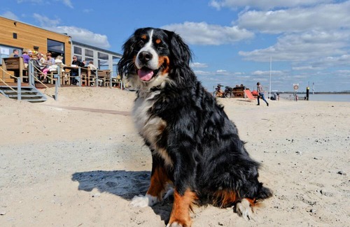 Krautsand Apartamento | Elbstrand Resort Krautsand Deck 5, Elbblick