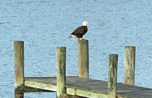 Chester Cabaña | Kent Island Waterfront Cottage