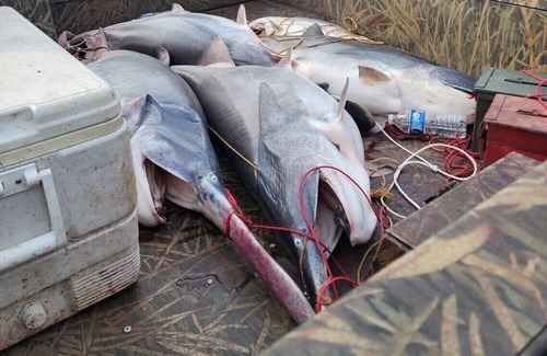 Osceola Apartamento | Cozy micro cabin near Truman Lakes in the Ozarks