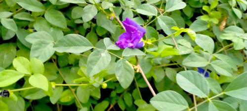 Kamalapur Casa | RelaxInn home stay hampi