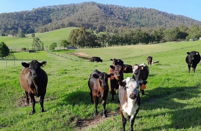 Garlands: Coast and Country Farmstay, Berry.
