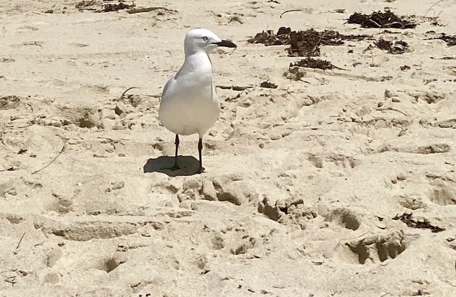 Seabird Cottage.The perfect getaway for that traditional family seaside escape.