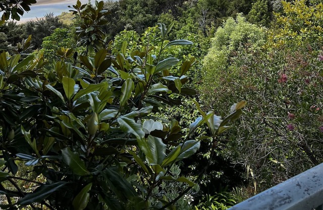 Sea views, 3 minutes drive to Paihia, 3 bed home