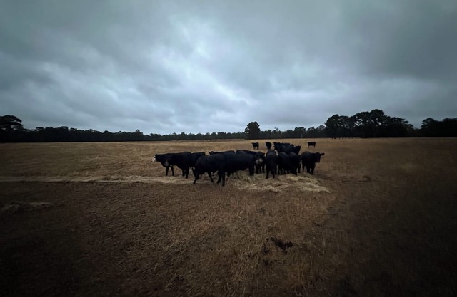 Catterick Farm ~ a farm in the forest