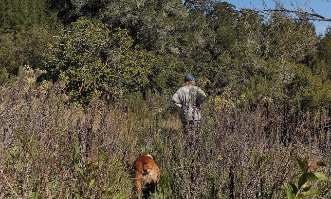 Knysna Cabina | Peaceful Nature Lover's cabin with WiFi and a retro caravan