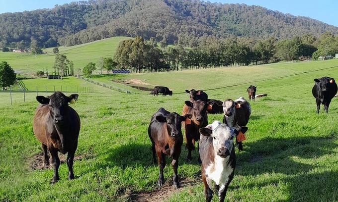 Coolangatta Otro | Garlands: Coast and Country Farmstay, Berry.